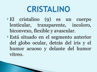 El cristalino (9) es un cuerpo lenticular, transparente, incoloro, biconvexo, flexible y avascular.  Está situado en el segmento anterior del globo ocular, detrás del iris y el humor acuoso y delante del humor vítreo.  