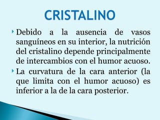 Debido a la ausencia de vasos sanguíneos en su interior, la nutrición del cristalino depende principalmente de intercambios con el humor acuoso.  La curvatura de la cara anterior (la que limita con el humor acuoso) es inferior a la de la cara posterior.  