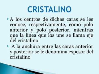A los centros de dichas caras se les conoce, respectivamente, como polo anterior y polo posterior, mientras que la línea que los une se llama eje del cristalino. A la anchura entre las caras anterior y posterior se le denomina espesor del cristalino 