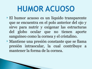 El humor acuoso es un liquido transparente que se encuentra en el polo anterior del ojo y sirve para nutrir y oxigenar las estructuras del globo ocular que no tienen aporte sanguíneo como la cornea y el cristalino.  Mantiene una presión constante que se llama presión intraocular, la cual contribuye a mantener la forma de la cornea.  