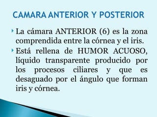 La cámara ANTERIOR (6) es la zona comprendida entre la córnea y el iris.  Está rellena de HUMOR ACUOSO, líquido transparente producido por los procesos ciliares y que es desaguado por el ángulo que forman iris y córnea.  