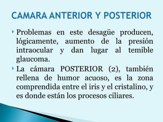 Problemas en este desagüe producen, lógicamente, aumento de la presión intraocular y dan lugar al temible glaucoma.  La cámara POSTERIOR (2), también rellena de humor acuoso, es la zona comprendida entre el iris y el cristalino, y es donde están los procesos ciliares. 