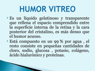Es un líquido gelatinoso y transparente que rellena el espacio comprendido entre la superficie interna de la retina y la cara posterior del cristalino, es más denso que el humor acuoso. Está compuesto en un 99 % por agua , el resto consiste en pequeñas cantidades de cloro, sodio, glucosa , potasio, colágeno, ácido hialurónico y proteínas.  