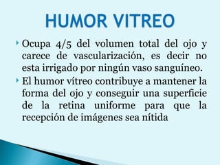 Ocupa 4/5 del volumen total del ojo y carece de vascularización, es decir no esta irrigado por ningún vaso sanguíneo. El humor vítreo contribuye a mantener la forma del ojo y conseguir una superficie de la retina uniforme para que la recepción de imágenes sea nítida 