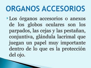 Los órganos accesorios o anexos de los globos oculares son los parpados, las cejas y las pestañan, conjuntiva, glándula lacrimal que juegan un papel muy importante dentro de lo que es la protección del ojo. 
