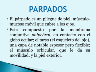 El párpado es un pliegue de piel, músculo-mucoso móvil que cubre a los ojos.  Esta compuesto por la membrana conjuntiva  palpebral , en contacto con el globo ocular; el tarso (el esqueleto del ojo), una capa de notable espesor pero flexible; el músculo orbicular, que le da su movilidad; y la piel exterior.  