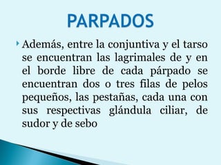 Además, entre la conjuntiva y el tarso se encuentran las lagrimales de y en el borde libre de cada párpado se encuentran dos o tres filas de pelos pequeños, las pestañas, cada una con sus respectivas glándula ciliar, de sudor y de sebo 
