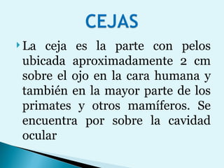 La ceja es la parte con pelos ubicada aproximadamente 2 cm sobre el ojo en la cara humana y también en la mayor parte de los primates y otros mamíferos. Se encuentra por sobre la cavidad ocular 