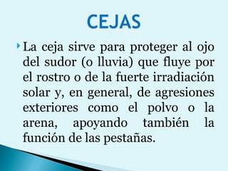 La ceja sirve para proteger al ojo del sudor (o lluvia) que fluye por el rostro o de la fuerte irradiación solar y, en general, de agresiones exteriores como el polvo o la arena, apoyando también la función de las pestañas. 