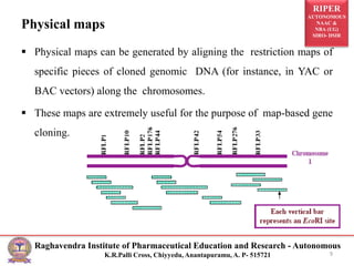 RIPER
AUTONOMOUS
NAAC &
NBA (UG)
SIRO- DSIR
Raghavendra Institute of Pharmaceutical Education and Research - Autonomous
K.R.Palli Cross, Chiyyedu, Anantapuramu, A. P- 515721
Physical maps
 Physical maps can be generated by aligning the restriction maps of
specific pieces of cloned genomic DNA (for instance, in YAC or
BAC vectors) along the chromosomes.
 These maps are extremely useful for the purpose of map-based gene
cloning.
9
 