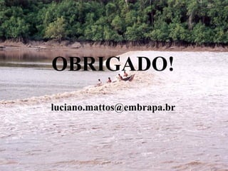 OBRIGADO!
luciano.mattos@embrapa.br
 