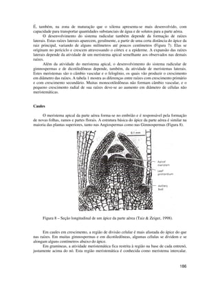 É, também, na zona de maturação que o xilema apresenta-se mais desenvolvido, com 
capacidade para transportar quantidades substanciais de água e de solutos para a parte aérea. 
O desenvolvimento do sistema radicular também depende da formação de raízes 
laterais. Estas raízes laterais aparecem, geralmente, a partir de uma certa distância do ápice da 
raiz principal, variando de alguns milímetros até poucos centímetros (Figura 7). Elas se 
originam no periciclo e crescem atravessando o córtex e a epiderme. A expansão das raízes 
laterais depende da atividade de um meristema apical semelhante aos observados nas demais 
raízes. 
Além da atividade do meristema apical, o desenvolvimento do sistema radicular de 
gimnospermas e de dicotiledôneas depende, também, da atividade de meristemas laterais. 
Estes meristemas são o câmbio vascular e o felogênio, os quais vão produzir o crescimento 
em diâmetro das raízes. A tabela 1 mostra as diferenças entre raízes com crescimento primário 
e com crescimento secundário. Muitas monocotiledôneas não formam câmbio vascular, e o 
pequeno crescimento radial de sua raízes deve-se ao aumento em diâmetro de células não 
meristemáticas. 
186 
Caules 
O meristema apical da parte aérea forma-se no embrião e é responsável pela formação 
de novas folhas, ramos e partes florais. A estrutura básica do ápice da parte aérea é similar na 
maioria das plantas superiores, tanto nas Angiospermas como nas Gimnospermas (Figura 8). 
Figura 8 – Seção longitudinal de um ápice da parte aérea (Taiz  Zeiger, 1998). 
Em caules em crescimento, a região de divisão celular é mais afastada do ápice do que 
nas raízes. Em muitas gimnospermas e em dicotiledôneas, algumas células se dividem e se 
alongam alguns centímetros abaixo do ápice. 
Em gramineas, a atividade meristemática fica restrita à região na base de cada entrenó, 
justamente acima do nó. Esta região meristemática é conhecida como meristema intercalar. 
 