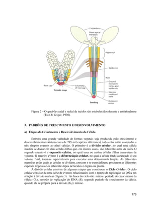 Figura 2 – Os padrões axial e radial de tecidos são estabelecidos durante a embriogênese 
179 
(Taiz & Zeiger, 1998). 
3. PADRÕES DE CRESCIMENTO E DESENVOLVIMENTO 
a) Etapas do Crescimento e Desenvolvimento da Célula 
Embora uma grande variedade de formas vegetais seja produzida pelo crescimento e 
desenvolvimento (existem cerca de 285 mil espécies diferentes), todas elas estão associadas a 
três simples eventos ao nível celular. O primeiro é a divisão celular, no qual uma célula 
madura se divide em duas células filhas que, em muitos casos, são diferentes uma da outra. O 
segundo evento é a expansão celular, no qual uma ou ambas células filhas aumentam de 
volume. O terceiro evento é a diferenciação celular, no qual a célula tendo alcançado o seu 
volume final, torna-se especializada para executar uma determinada função. As diferentes 
maneiras pelas quais as células se dividem, crescem e se especializam, produzem as diferentes 
espécies vegetais e os diferentes tipos de tecidos e órgãos na planta. 
A divisão celular consiste de algumas etapas que constituem o Ciclo Celular. O ciclo 
celular consiste de uma série de eventos relacionados com o tempo de replicação do DNA em 
relação à divisão nuclear (Figura 3). As fases do ciclo são: mitose; período de crescimento da 
célula (G1); período de replicação do DNA (S); segundo período de crescimento da célula, 
quando ela se prepara para a divisão (G2); mitose. 
 