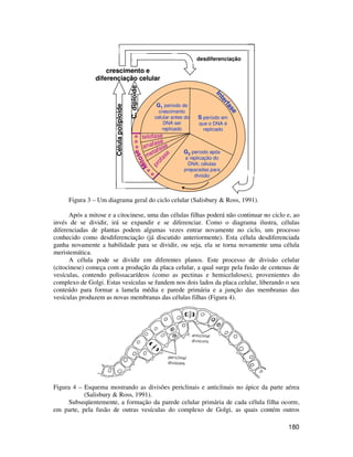 180 
diferenciação 
desdiferenciação 
Interfase 
diferenciação celular 
G1 período de 
crescimento 
celular antes do 
DNA ser 
replicado 
crescimento e 
telofase 
anafase 
metafase 
profase 
C. diploide 
Mitose 
S período em 
que o DNA é 
replicado 
G2 período após 
a replicação do 
DNA; células 
preparadas para 
divisão 
Célula poliploide 
Figura 3 – Um diagrama geral do ciclo celular (Salisbury & Ross, 1991). 
Após a mitose e a citocinese, uma das células filhas poderá não continuar no ciclo e, ao 
invés de se dividir, irá se expandir e se diferenciar. Como o diagrama ilustra, células 
diferenciadas de plantas podem algumas vezes entrar novamente no ciclo, um processo 
conhecido como desdiferenciação (já discutido anteriormente). Esta célula desdiferenciada 
ganha novamente a habilidade para se dividir, ou seja, ela se torna novamente uma célula 
meristemática. 
A célula pode se dividir em diferentes planos. Este processo de divisão celular 
(citocinese) começa com a produção da placa celular, a qual surge pela fusão de centenas de 
vesículas, contendo polissacarídeos (como as pectinas e hemiceluloses), provenientes do 
complexo de Golgi. Estas vesículas se fundem nos dois lados da placa celular, liberando o seu 
conteúdo para formar a lamela média e parede primária e a junção das membranas das 
vesículas produzem as novas membranas das células filhas (Figura 4). 
Figura 4 – Esquema mostrando as divisões periclinais e anticlinais no ápice da parte aérea 
(Salisbury & Ross, 1991). 
Subseqüentemente, a formação da parede celular primária de cada célula filha ocorre, 
em parte, pela fusão de outras vesículas do complexo de Golgi, as quais contém outros 
 