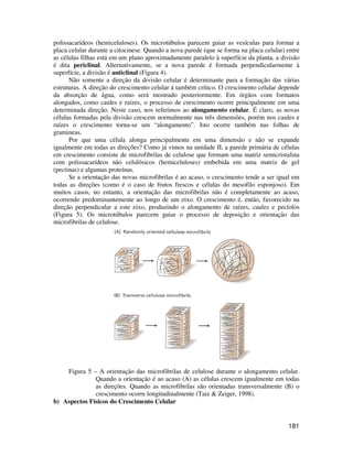 polissacarídeos (hemiceluloses). Os microtúbulos parecem guiar as vesículas para formar a 
placa celular durante a citocinese. Quando a nova parede (que se forma na placa celular) entre 
as células filhas está em um plano aproximadamente paralelo à superfície da planta, a divisão 
é dita periclinal. Alternativamente, se a nova parede é formada perpendicularmente à 
superfície, a divisão é anticlinal (Figura 4). 
Não somente a direção da divisão celular é determinante para a formação das várias 
estruturas. A direção do crescimento celular á também crítico. O crescimento celular depende 
da absorção de água, como será mostrado posteriormente. Em órgãos com formatos 
alongados, como caules e raízes, o processo de crescimento ocorre principalmente em uma 
determinada direção. Neste caso, nos referimos ao alongamento celular. É claro, as novas 
células formadas pela divisão crescem normalmente nas três dimensões, porém nos caules e 
raízes o crescimento torna-se um “alongamento”. Isto ocorre também nas folhas de 
gramineas. 
Por que uma célula alonga principalmente em uma dimensão e não se expande 
igualmente em todas as direções? Como já vimos na unidade II, a parede primária de células 
em crescimento consiste de microfibrilas de celulose que formam uma matriz semicristalina 
com polissacarídeos não celulósicos (hemiceluloses) embebida em uma matriz de gel 
(pectinas) e algumas proteínas. 
Se a orientação das novas microfibrilas é ao acaso, o crescimento tende a ser igual em 
todas as direções (como é o caso de frutos frescos e células do mesofilo esponjoso). Em 
muitos casos, no entanto, a orientação das microfibrilas não é completamente ao acaso, 
ocorrendo predominantemente ao longo de um eixo. O crescimento é, então, favorecido na 
direção perpendicular a este eixo, produzindo o alongamento de raízes, caules e pecíolos 
(Figura 5). Os microtúbulos parecem guiar o processo de deposição e orientação das 
microfibrilas de celulose. 
Figura 5 – A orientação das microfibrilas de celulose durante o alongamento celular. 
Quando a orientação é ao acaso (A) as células crescem igualmente em todas 
as direções. Quando as microfibrilas são orientadas transversalmente (B) o 
crescimento ocorre longitudinalmente (Taiz & Zeiger, 1998). 
181 
b) Aspectos Físicos do Crescimento Celular 
 