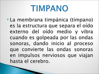  Lamembrana timpánica (tímpano)
 es la estructura que separa el oído
 externo del oído medio y vibra
 cuando es golpeada por las ondas
 sonoras, dando inicio al proceso
 que convierte las ondas sonoras
 en impulsos nerviosos que viajan
 hasta el cerebro.
 
