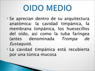  Se aprecian dentro de su arquitectura
  anatómica: la cavidad timpánica, la
  membrana timpánica, los huesecillos
  del oído, así como la tuba faríngea
  (antes   denominada     Trompa     de
  Eustaquio).
 La cavidad timpánica está recubierta

  por una túnica mucosa
 