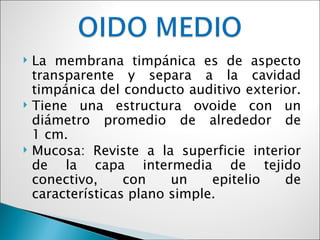   La membrana timpánica es de aspecto
    transparente y separa a la cavidad
    timpánica del conducto auditivo exterior.
   Tiene una estructura ovoide con un
    diámetro promedio de alrededor de
    1 cm.
   Mucosa: Reviste a la superficie interior
    de la capa intermedia de tejido
    conectivo,     con    un    epitelio  de
    características plano simple.
 