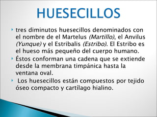    tres diminutos huesecillos denominados con
    el nombre de el Martelus (Martillo), el Anvilus
    (Yunque) y el Estribalis (Estribo). El Estribo es
    el hueso más pequeño del cuerpo humano.
   Éstos conforman una cadena que se extiende
    desde la membrana timpánica hasta la
    ventana oval.
    Los huesecillos están compuestos por tejido
    óseo compacto y cartílago hialino.
 