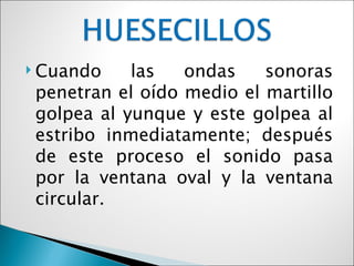  Cuando    las   ondas    sonoras
 penetran el oído medio el martillo
 golpea al yunque y este golpea al
 estribo inmediatamente; después
 de este proceso el sonido pasa
 por la ventana oval y la ventana
 circular.
 