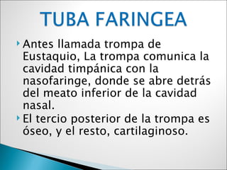  Antes  llamada trompa de
  Eustaquio, La trompa comunica la
  cavidad timpánica con la
  nasofaringe, donde se abre detrás
  del meato inferior de la cavidad
  nasal.
 El tercio posterior de la trompa es
  óseo, y el resto, cartilaginoso.
 