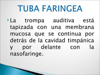  La   trompa    auditiva   está
 tapizada con una membrana
 mucosa que se continua por
 detrás de la cavidad timpánica
 y    por   delante     con   la
 nasofaringe.
 
