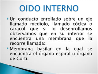  Un conducto enrollado sobre un eje
  llamado mediolo, llamado cóclea o
  caracol que si lo desenrollamos
  observamos que en su interior se
  encuentra una membrana que la
  recorre llamada:
 Membrana basilar en la cual se
  encuentra el órgano espiral u órgano
  de Corti.
 