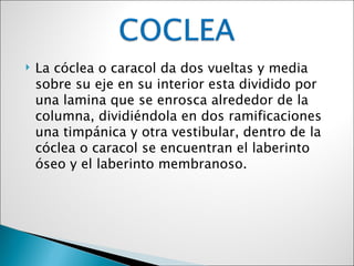    La cóclea o caracol da dos vueltas y media
    sobre su eje en su interior esta dividido por
    una lamina que se enrosca alrededor de la
    columna, dividiéndola en dos ramificaciones
    una timpánica y otra vestibular, dentro de la
    cóclea o caracol se encuentran el laberinto
    óseo y el laberinto membranoso.
 