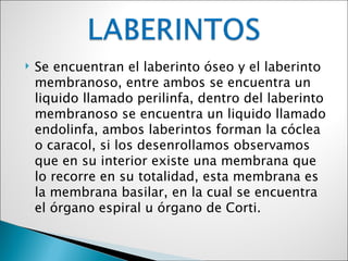    Se encuentran el laberinto óseo y el laberinto
    membranoso, entre ambos se encuentra un
    liquido llamado perilinfa, dentro del laberinto
    membranoso se encuentra un liquido llamado
    endolinfa, ambos laberintos forman la cóclea
    o caracol, si los desenrollamos observamos
    que en su interior existe una membrana que
    lo recorre en su totalidad, esta membrana es
    la membrana basilar, en la cual se encuentra
    el órgano espiral u órgano de Corti.
 