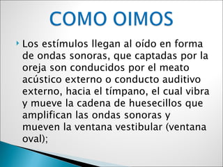    Los estímulos llegan al oído en forma
    de ondas sonoras, que captadas por la
    oreja son conducidos por el meato
    acústico externo o conducto auditivo
    externo, hacia el tímpano, el cual vibra
    y mueve la cadena de huesecillos que
    amplifican las ondas sonoras y
    mueven la ventana vestibular (ventana
    oval);
 