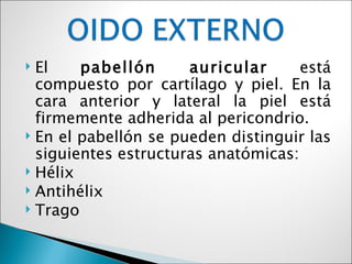  El    pabellón      auricular      está
  compuesto por cartílago y piel. En la
  cara anterior y lateral la piel está
  firmemente adherida al pericondrio.
 En el pabellón se pueden distinguir las
  siguientes estructuras anatómicas:
 Hélix
 Antihélix
 Trago
 