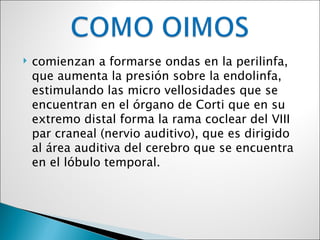    comienzan a formarse ondas en la perilinfa,
    que aumenta la presión sobre la endolinfa,
    estimulando las micro vellosidades que se
    encuentran en el órgano de Corti que en su
    extremo distal forma la rama coclear del VIII
    par craneal (nervio auditivo), que es dirigido
    al área auditiva del cerebro que se encuentra
    en el lóbulo temporal.
 