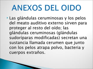    Las glándulas ceruminosas y los pelos
    del meato auditivo externo sirven para
    proteger al resto del oído; las
    glándulas ceruminosas (glándulas
    sudoríparas modificadas) secretan una
    sustancia llamada cerumen que junto
    con los pelos atrapa polvo, bacteria y
    cuerpos extraños.
 