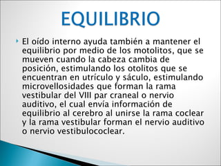    El oído interno ayuda también a mantener el
    equilibrio por medio de los motolitos, que se
    mueven cuando la cabeza cambia de
    posición, estimulando los otolitos que se
    encuentran en utrículo y sáculo, estimulando
    microvellosidades que forman la rama
    vestibular del VIII par craneal o nervio
    auditivo, el cual envía información de
    equilibrio al cerebro al unirse la rama coclear
    y la rama vestibular forman el nervio auditivo
    o nervio vestibulococlear.
 