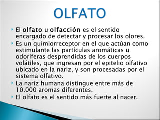    El olfato u olfacción es el sentido
    encargado de detectar y procesar los olores.
   Es un quimiorreceptor en el que actúan como
    estimulante las partículas aromáticas u
    odoríferas desprendidas de los cuerpos
    volátiles, que ingresan por el epitelio olfativo
    ubicado en la nariz, y son procesadas por el
    sistema olfativo.
   La nariz humana distingue entre más de
    10.000 aromas diferentes.
   El olfato es el sentido más fuerte al nacer.
 