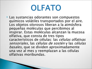    Las sustancias odorantes son compuestos
    químicos volátiles transportados por el aire.
    Los objetos olorosos liberan a la atmósfera
    pequeñas moléculas que percibimos al
    inspirar. Estas moléculas alcanzan la mucosa
    olfativa, que consta de tres tipos
    característicos de células: las células olfativas
    sensoriales, las células de sostén y las células
    basales, que se dividen aproximadamente
    una vez al mes y reemplazan a las células
    olfativas moribundas.
 