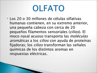    Los 20 o 30 millones de células olfativas
    humanas contienen, en su extremo anterior,
    una pequeña cabeza con cerca de 20
    pequeños filamentos sensoriales (cilios). El
    moco nasal acuoso transporta las moléculas
    aromáticas a los cilios con ayuda de proteínas
    fijadoras; los cilios transforman las señales
    químicas de los distintos aromas en
    respuestas eléctricas.
 