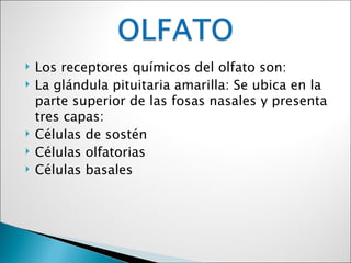   Los receptores químicos del olfato son:
   La glándula pituitaria amarilla: Se ubica en la
    parte superior de las fosas nasales y presenta
    tres capas:
   Células de sostén
   Células olfatorias
   Células basales
 