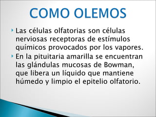  Las células olfatorias son células
  nerviosas receptoras de estímulos
  químicos provocados por los vapores.
 En la pituitaria amarilla se encuentran

  las glándulas mucosas de Bowman,
  que libera un líquido que mantiene
  húmedo y limpio el epitelio olfatorio.
 
