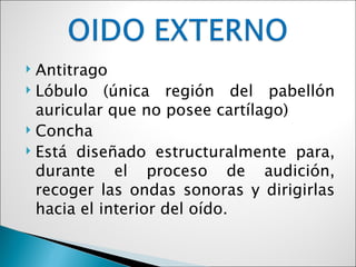  Antitrago
 Lóbulo (única región del pabellón

  auricular que no posee cartílago)
 Concha
 Está diseñado estructuralmente para,

  durante el proceso de audición,
  recoger las ondas sonoras y dirigirlas
  hacia el interior del oído.
 
