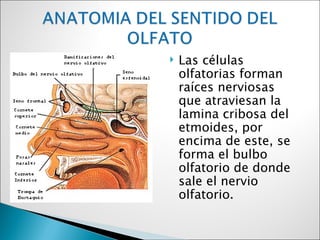    Las células
    olfatorias forman
    raíces nerviosas
    que atraviesan la
    lamina cribosa del
    etmoides, por
    encima de este, se
    forma el bulbo
    olfatorio de donde
    sale el nervio
    olfatorio.
 
