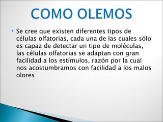    Se cree que existen diferentes tipos de
    células olfatorias, cada una de las cuales sólo
    es capaz de detectar un tipo de moléculas,
    las células olfatorias se adaptan con gran
    facilidad a los estímulos, razón por la cual
    nos acostumbramos con facilidad a los malos
    olores
 