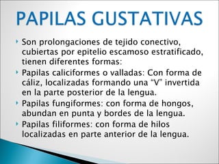    Son prolongaciones de tejido conectivo,
    cubiertas por epitelio escamoso estratificado,
    tienen diferentes formas:
   Papilas caliciformes o valladas: Con forma de
    cáliz, localizadas formando una “V” invertida
    en la parte posterior de la lengua.
   Papilas fungiformes: con forma de hongos,
    abundan en punta y bordes de la lengua.
   Papilas filiformes: con forma de hilos
    localizadas en parte anterior de la lengua.
 