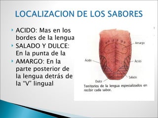    ACIDO: Mas en los
    bordes de la lengua
   SALADO Y DULCE:
    En la punta de la
   AMARGO: En la
    parte posterior de
    la lengua detrás de
    la “V” lingual
 