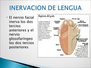    El nervio facial
    inerva los dos
    tercios
    anteriores y el
    nervio
    glosofaríngeo
    los dos tercios
    posteriores
 