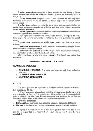 O cólon ascendente sobe até a face anterior do rim direito e forma
ângulo reto flexura direita do cólon (ou flexura hepática por se relacionar com
o fígado).
O cólon transverso dirige-se para a face anterior do rim esquerdo
formando a flexura esquerda do cólon (ou flexura esplênica por se relacionar
com o baço).
O cólon descendente se estende para baixo até as proximidades da
crista ilíaca esquerda, quando se prolonga por segmento móvel, formando
alças, o cólon sigmóide.
O cólon sigmóide na cavidade pélvica se prolonga fazendo continuação
com um segmento fixo e mediano, o reto.
O reto apresenta inferiormente, uma porção dilatada, a ampola do reto.
Este segmento termina perfurando o diafragma da pelve, passando ao canal
anal.
O canal anal apresenta os esfíncteres anais (um interno e outro
externo).
O esfíncter anal interno é mais profundo, sendo composto por fibras
lisas circulares, sendo involuntário.
O esfíncter anal externo é constituído por fibras musculares estriadas,
que se dispõem em torno do interno. É voluntário.
Inferiormente ao canal anal abre-se o ânus, orifício forrado por cútis e rico
em pêlos.
ANEXOS DO APARELHO DIGESTIVO
GLÂNDULAS SALIVARES
o GLÂNDULA PARÓTIDA: É a mais volumosa das glândulas salivares
maiores.
o GLÂNDULA SUBMANDIBULAR
o GLÂNDULA SUBLINGUAL
FÍGADO
É a maior glândula do organismo e também a maior víscera abdominal.
Em média pesa 1,5 kg.
O fígado apresenta o importante papel de armazenador da glicose e, em
menor escala, de ferro, cobre e vitaminas, além da bile que é imprescindível
para a digestão de gorduras. É preponderante sua participação na função
antitóxica, assim como no processo da coagulação sangüínea.
Apresenta duas faces:
• Diafragmática: convexa e lisa, relaciona-se com a cúpula do diafragma.
• Visceral: irregularmente côncava, pela presença de impressões viscerais.
O fígado é dividido em lobos: a face diafragmática apresenta dois lobos
(direito e esquerdo) e a visceral 4 lobos (direito, esquerdo, quadrado e
caudado).
 
