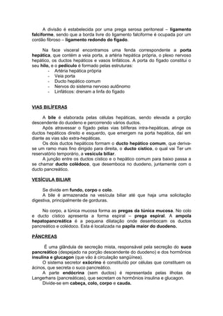 A divisão é estabelecida por uma prega serosa peritoneal – ligamento
falciforme, sendo que a borda livre do ligamento falciforme é ocupada por um
cordão fibroso – ligamento redondo do fígado.
Na face visceral encontramos uma fenda correspondente a porta
hepática, que contém a veia porta, a artéria hepática própria, o plexo nervoso
hepático, os ductos hepáticos e vasos linfáticos. A porta do fígado constitui o
seu hilo, e o pedículo é formado pelas estruturas:
- Artéria hepática própria
- Veia porta
- Ducto hepático comum
- Nervos do sistema nervoso autônomo
- Linfáticos: drenam a linfa do fígado
VIAS BILÍFERAS
A bile é elaborada pelas células hepáticas, sendo elevada a porção
descendente do duodeno e percorrendo vários ductos.
Após atravessar o fígado pelas vias bilíferas intra-hepáticas, atinge os
ductos hepáticos direito e esquerdo, que emergem na porta hepática, daí em
diante as vias são extra-hepáticas.
Os dois ductos hepáticos formam o ducto hepático comum, que deriva-
se um ramo mais fino dirigido para direita, o ducto cístico, o qual vai Ter um
reservatório temporário, a vesícula biliar.
A junção entre os ductos cístico e o hepático comum para baixo passa a
se chamar ducto colédoco, que desemboca no duodeno, juntamente com o
ducto pancreático.
VESÍCULA BILIAR
Se divide em fundo, corpo e colo.
A bile é armazenada na vesícula biliar até que haja uma solicitação
digestiva, principalmente de gorduras.
No corpo, a túnica mucosa forma as pregas da túnica mucosa. No colo
e ducto cístico apresenta a forma espiral – prega espiral. A ampola
hepatopancreática é a pequena dilatação onde desembocam os ductos
pancreático e colédoco. Esta é localizada na papila maior do duodeno.
PÂNCREAS
É uma glândula de secreção mista, responsável pela secreção do suco
pancreático (despejado na porção descendente do duodeno) e dos hormônios
insulina e glucagon (que vão à circulação sangüínea).
O sistema secretor exócrino é constituído por células que constituem os
ácinos, que secreta o suco pancreático.
A parte endócrina (sem ductos) é representada pelas ilhotas de
Langerhans (pancreáticas), que secretam os hormônios insulina e glucagon.
Divide-se em cabeça, colo, corpo e cauda.
 