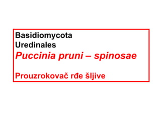 Basidiomycota
Uredinales
Puccinia pruni – spinosae
Prouzrokovač rđe šljive
 