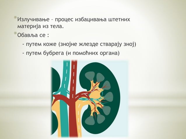 Vii organi za izlucivanje | PPT