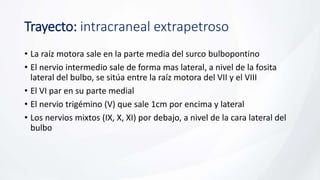 Trayecto: intracraneal extrapetroso
• La raíz motora sale en la parte media del surco bulbopontino
• El nervio intermedio sale de forma mas lateral, a nivel de la fosita
lateral del bulbo, se sitúa entre la raíz motora del VII y el VIII
• El VI par en su parte medial
• El nervio trigémino (V) que sale 1cm por encima y lateral
• Los nervios mixtos (IX, X, XI) por debajo, a nivel de la cara lateral del
bulbo
 